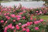 DSC02498.JPG