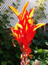 Flower_Sender.jpg
