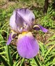 flower.jpg