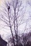 Tree.jpg
