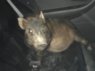 pig-and-police-a1979f9994951a909cfc1c4534df397e1210ca8b-s1600-c85.jpg