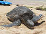 turtle.JPG