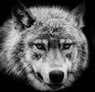 wolf-eyes.jpg