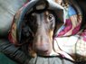 hooded scarlet.jpg