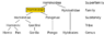 700px-Hominidae_chart.svg.png