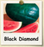 nonhybrid-blackdiamondwatermelon.jpg