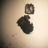 microash1.png