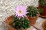 DSCF4246.JPG