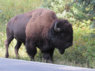 23_bison_road.JPG