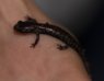 salamander.jpg