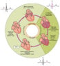 800px-2027_Phases_of_the_Cardiac_Cycle.jpg