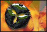 ferrofluid-img1.jpg