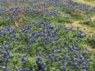bluebonnets_2---1.jpg