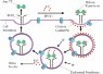 The-transferrin-cycle-and-the-transferrin-receptor-1-mediated-cellular-iron-uptake_W640.jpg