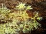21-mycelium-on-a-log.jpg