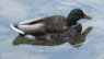 duck1.jpg