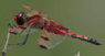dragonfly1.jpg