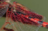 dragonfly2.jpg