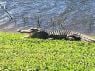 98692c18-1d2f-4e08-b923-b3b10d3ca10b-Bonita_Springs_Alligator.jpg