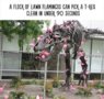 flamingos pick T-rex clean.jpg