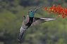 hummingbird.jpg