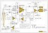 ECG AMP.png