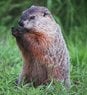 Groundhog.jpg