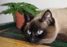 keeper of the plants.JPG