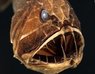 scary fish.JPG