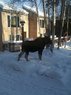 moose.jpg
