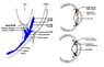 Eye7opt.gif