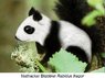 squirrel_panda.jpg