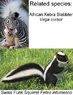 squirrel_zebra.jpg