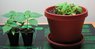 seedlings1.jpg