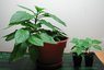 seedlings2.jpg