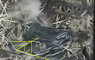 THawk-lines.jpg