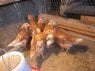 ½chicken.jpg