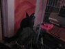 Snapshot_20110307_6.jpg