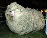Shrek the shaggy sheep.jpg