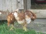 chicken_3.jpg