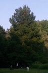 treeclimbing-1.jpg