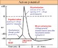 action potential.jpg
