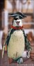 piratepenguin.jpg