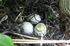 eggs.jpg