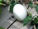eggs2.jpg
