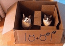 posto_catsinbox.png