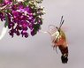 Hummingbird Moth-1b.JPG