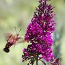 Hummingbird Moth-6.jpg