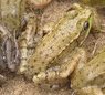 greenfrog.jpg