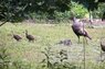 Wild turkeys-2.JPG
